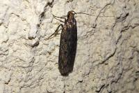 Hofmannophila pseudospretella