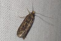 Hofmannophila pseudospretella