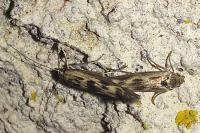 Scythris limbella