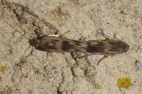 Scythris limbella