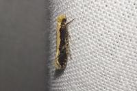 Monopis crocicapitella