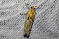 Eucosma