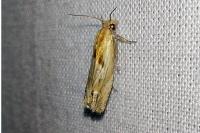 Eucosma