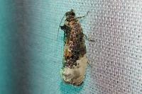 Hedya nubiferana