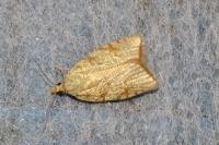 Aleimma loeflingiana