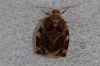 Archips xylosteana