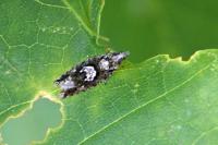 Zeiraphera isertana