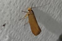 Crassa unitella
