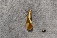 Harpella forficella
