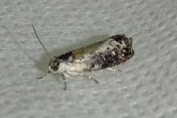 Hedya salicella