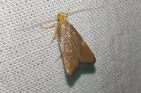 Eurodachtha pallicornella