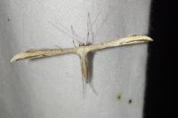 Emmelina monodactyla