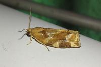 Archips xylosteana