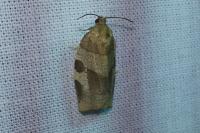 Choristoneura hebenstreitella