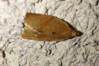 Clepsis consimilana