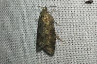 Cnephasia