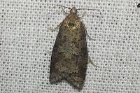 Cnephasia