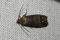 Cydia pomonella