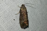 Cydia pomonella