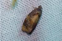 Ditula angustiorana