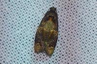 Ditula angustiorana