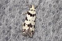 Pseudotelphusa scalella