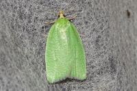 Tortrix viridana
