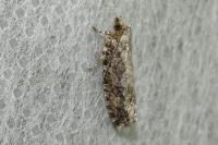 Zeiraphera isertana