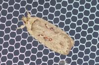 Agonopterix ocellana