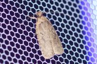Agonopterix