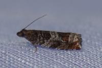 Ancylis achatana