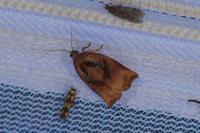 Archips podana