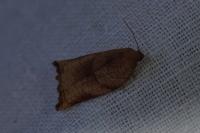 Archips podana
