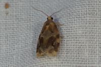 Archips xylosteana