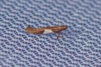 Caloptilia stigmatella