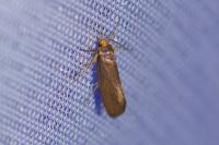 Crassa unitella