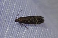 Gelechia sororculella