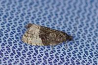 Hedya ochroleucana