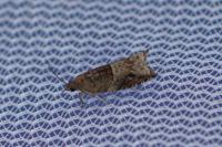 Rhopobota naevana