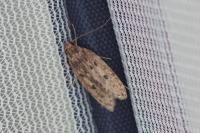 Hofmannophila pseudospretella