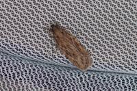 Depressaria