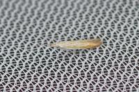 Coleophora