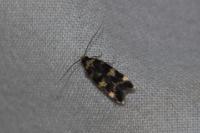Oegoconia