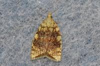 Aleimma loeflingiana