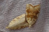 Aleimma loeflingiana