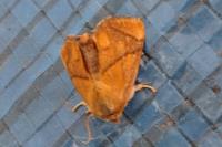 Apoda limacodes