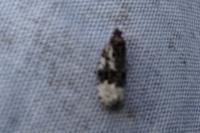 Apotomis turbidana