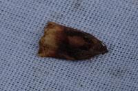 Archips podana