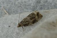 Celypha lacunana
