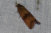 Celypha striana